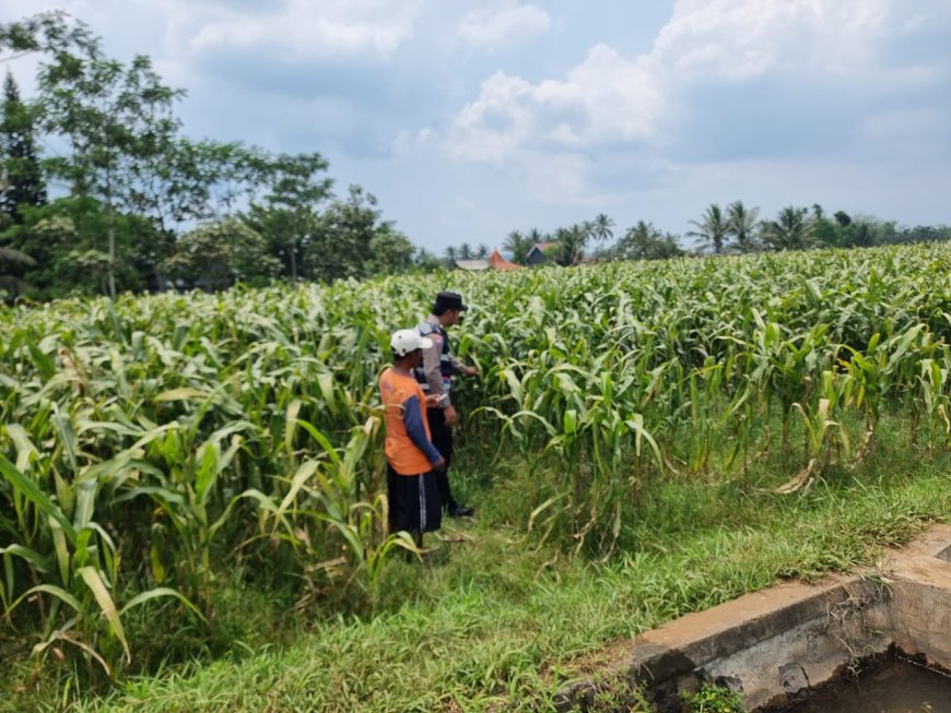 Polres Malang Kawal Ketahanan Pangan, Bhabinkamtibmas Turun ke Lahan Pertanian
